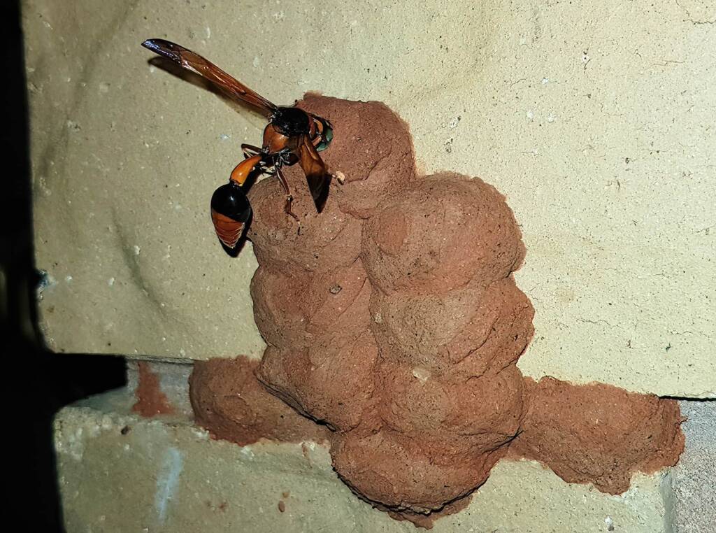 Orange-tailed Potter Wasp (Delta latreillei) filling cells with caterpillars, Alice Springs NT