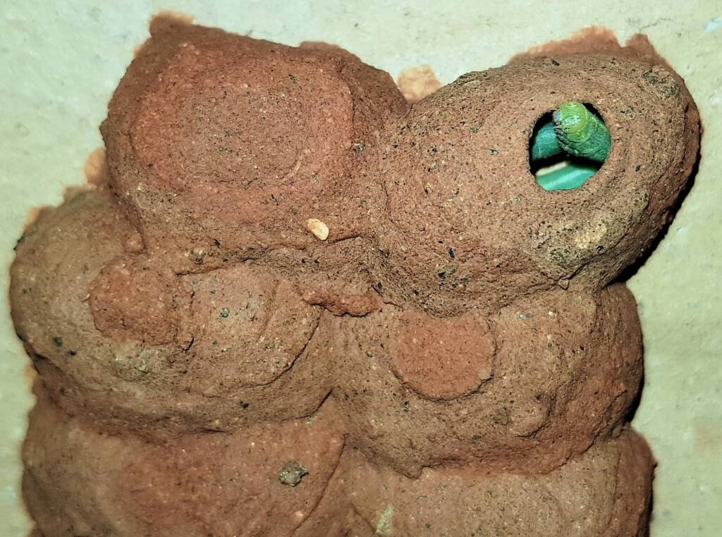 Caterpillars packed in the 11th cell in the mud nest of the Orange-tailed Potter Wasp (Delta latreillei), Alice Springs NT