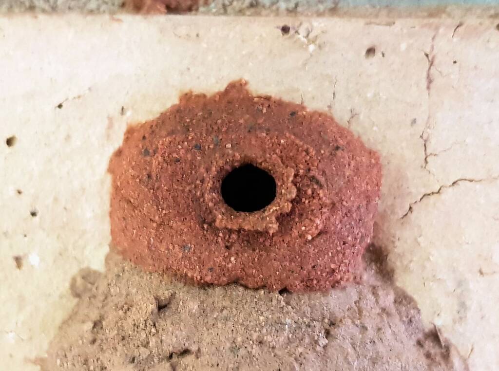 13th cell of the Orange-tailed Potter Wasp (Delta latreillei) mud nest, Alice Springs NT