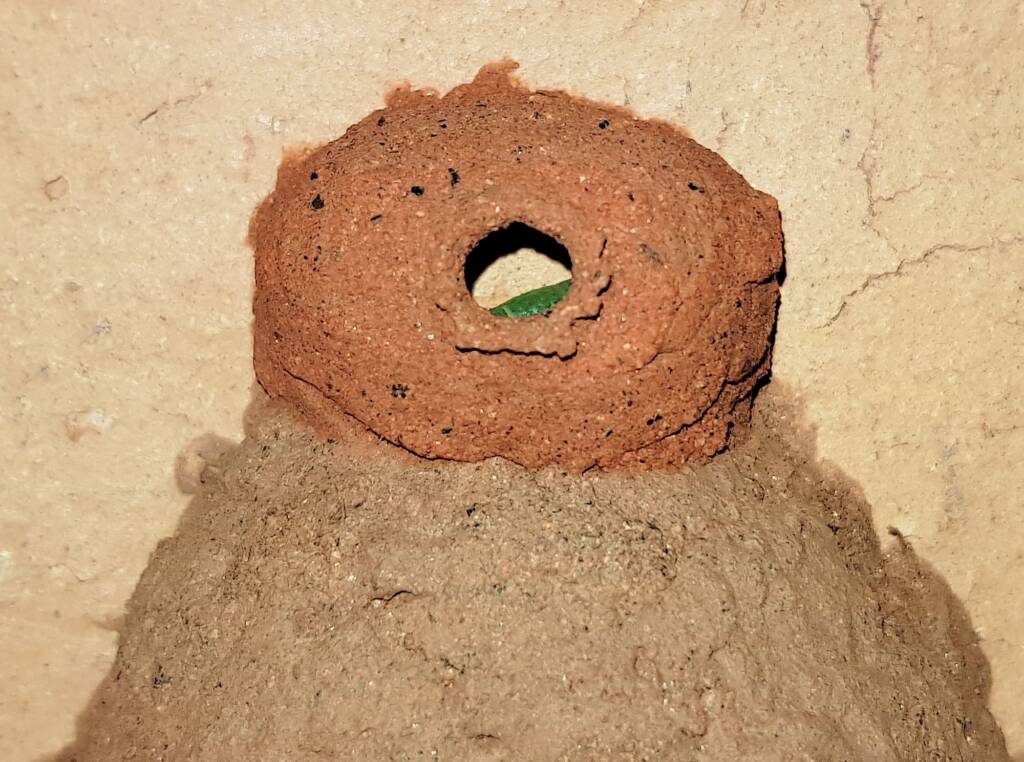 Stocking the 13th cell of the Orange-tailed Potter Wasp (Delta latreillei) mud nest, Alice Springs NT
