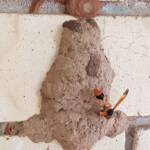 Orange-tailed Potter Wasp (Delta latreillei) on its mud nest, Alice Springs NT