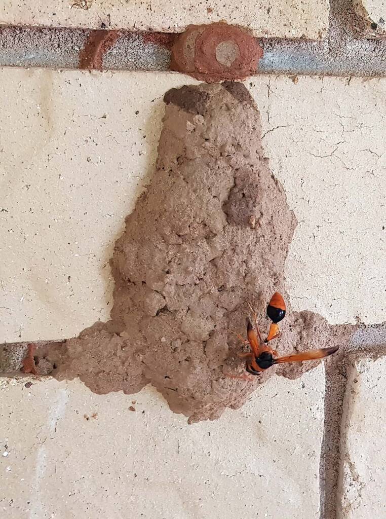 Orange-tailed Potter Wasp (Delta latreillei) on its mud nest, Alice Springs NT