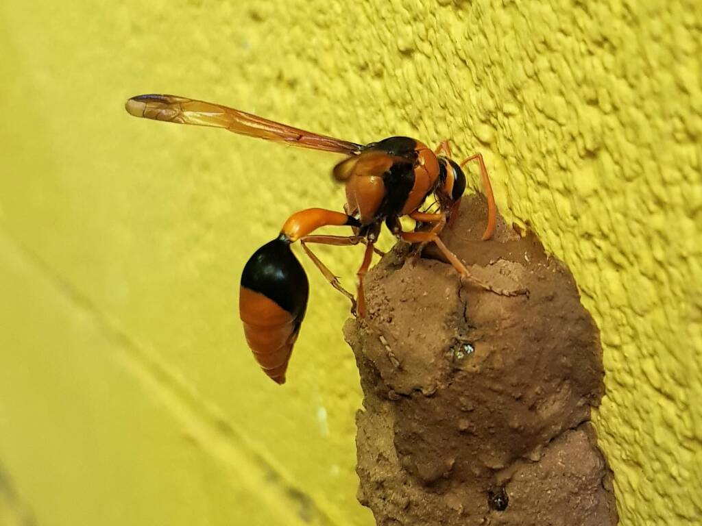 Female potter wasp (Delta latreillei) finishing off another part of the mud nest, Alice Springs NT
