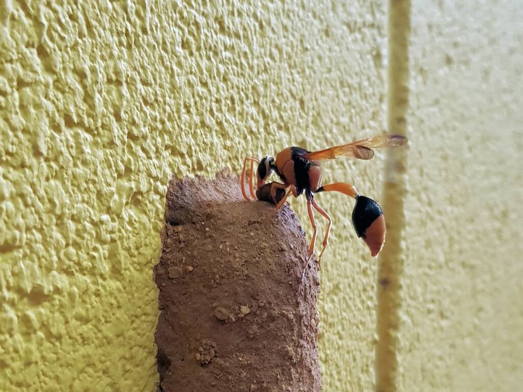 Female potter wasp (Delta latreillei) finishing off another part of the mud nest, Alice Springs NT