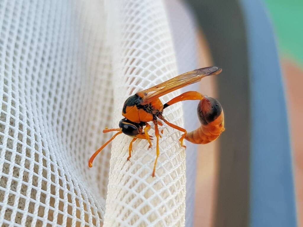 Delta philantes – Wasp, Alice Springs NT