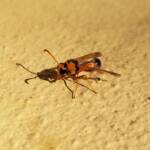 Delta philantes – Wasp, Alice Springs NT
