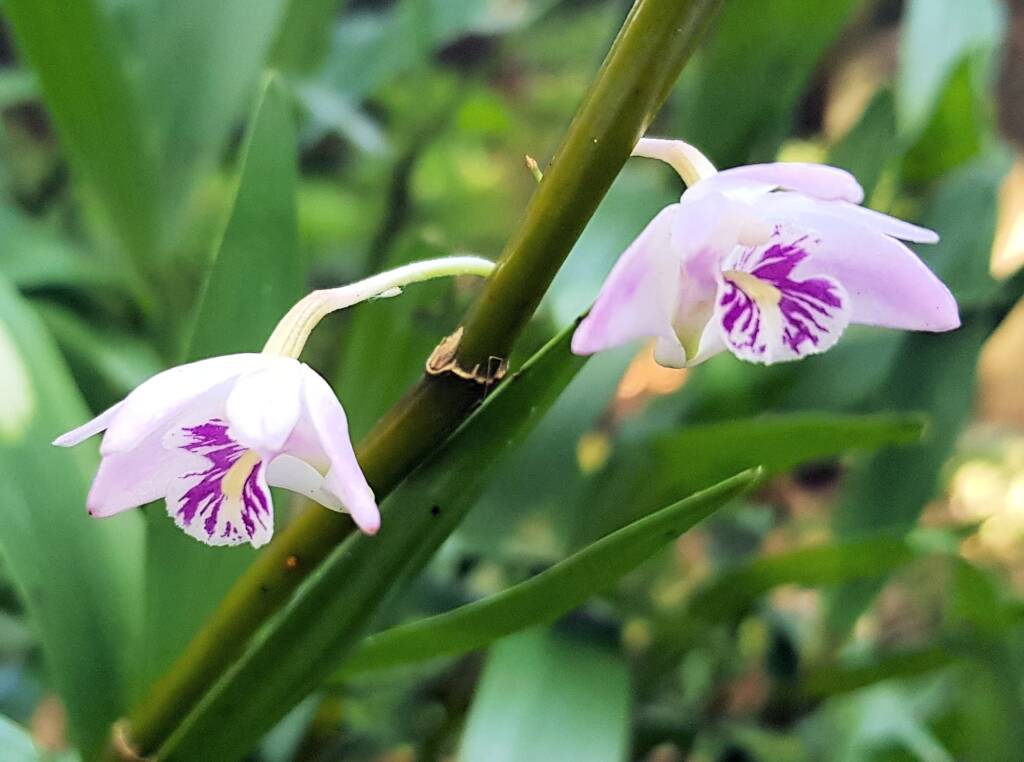 Pink Rock Orchid (Dendrobium kingianum), Stony Range Regional Botanic Garden, Dee Why NSW