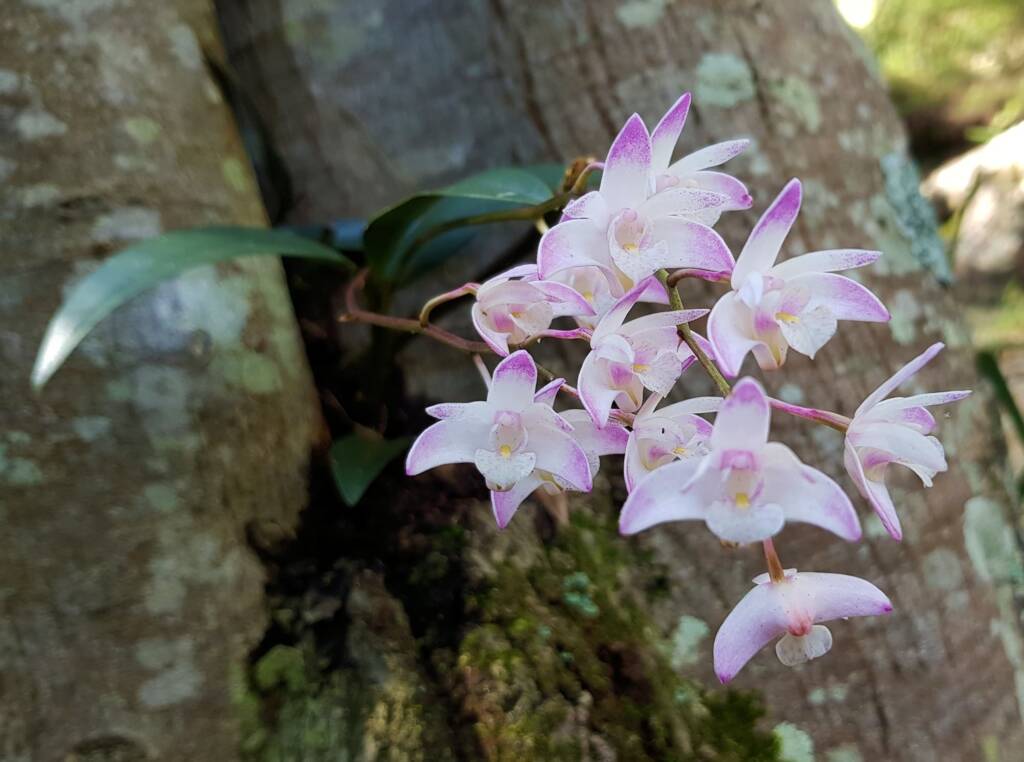 Pink Rock Orchid (Dendrobium kingianum), Stony Range Regional Botanic Garden, Dee Why NSW