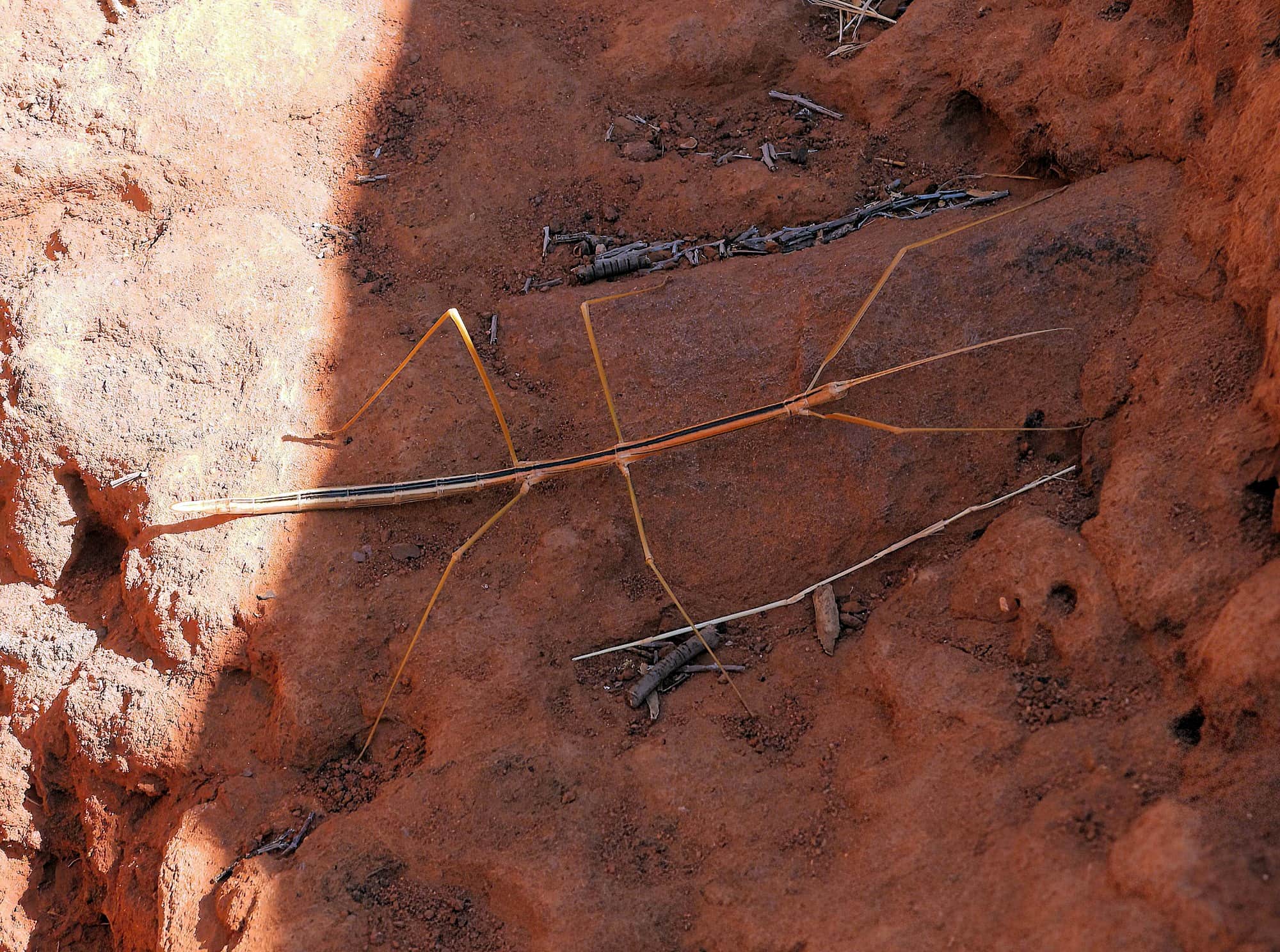 Denham Stick-insect (genus Denhama), Palm Valley © Dorothy Latimer