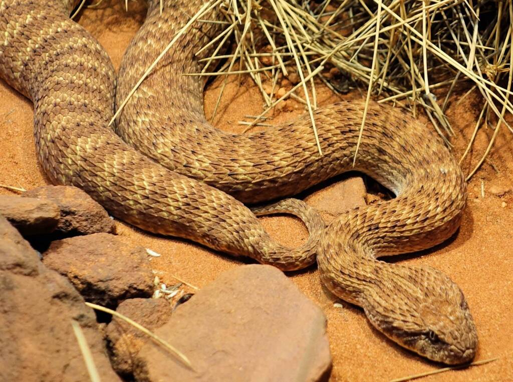 Desert Death Adder (Acanthophis pyrrhus), Alice Springs Desert Park