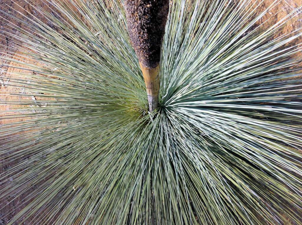 Desert Grass Tree (Xanthorrhoea Thorntonii)