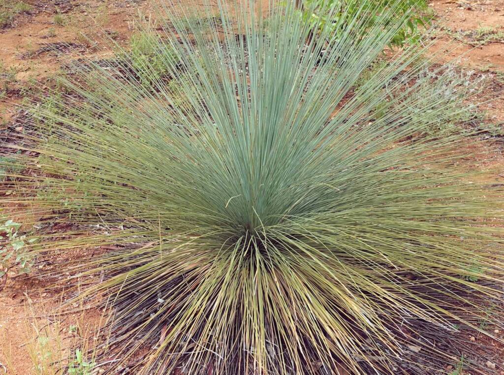 Desert Grass Tree (Xanthorrhoea Thorntonii), Olive Pink Botanic Garden, NT