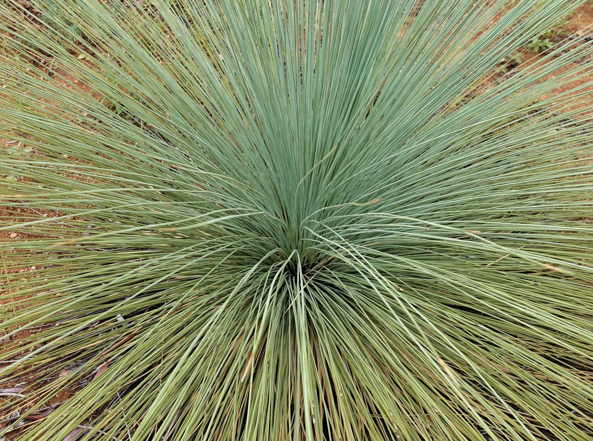 Desert Grass Tree (Xanthorrhoea Thorntonii), Olive Pink Botanic Garden, NT