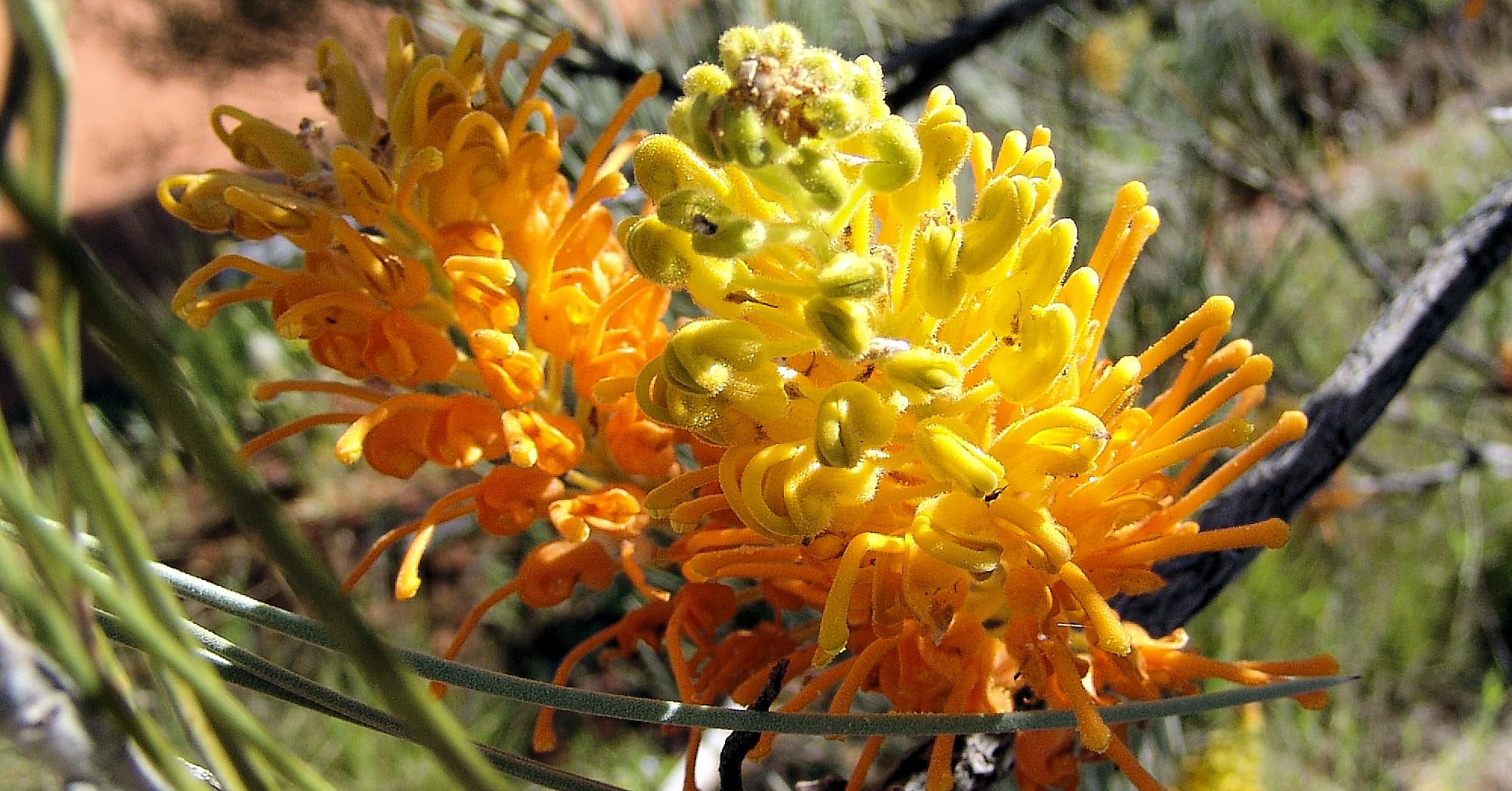 Desert Grevillea (Grevillea juncifolia), Alice Springs Desert Park