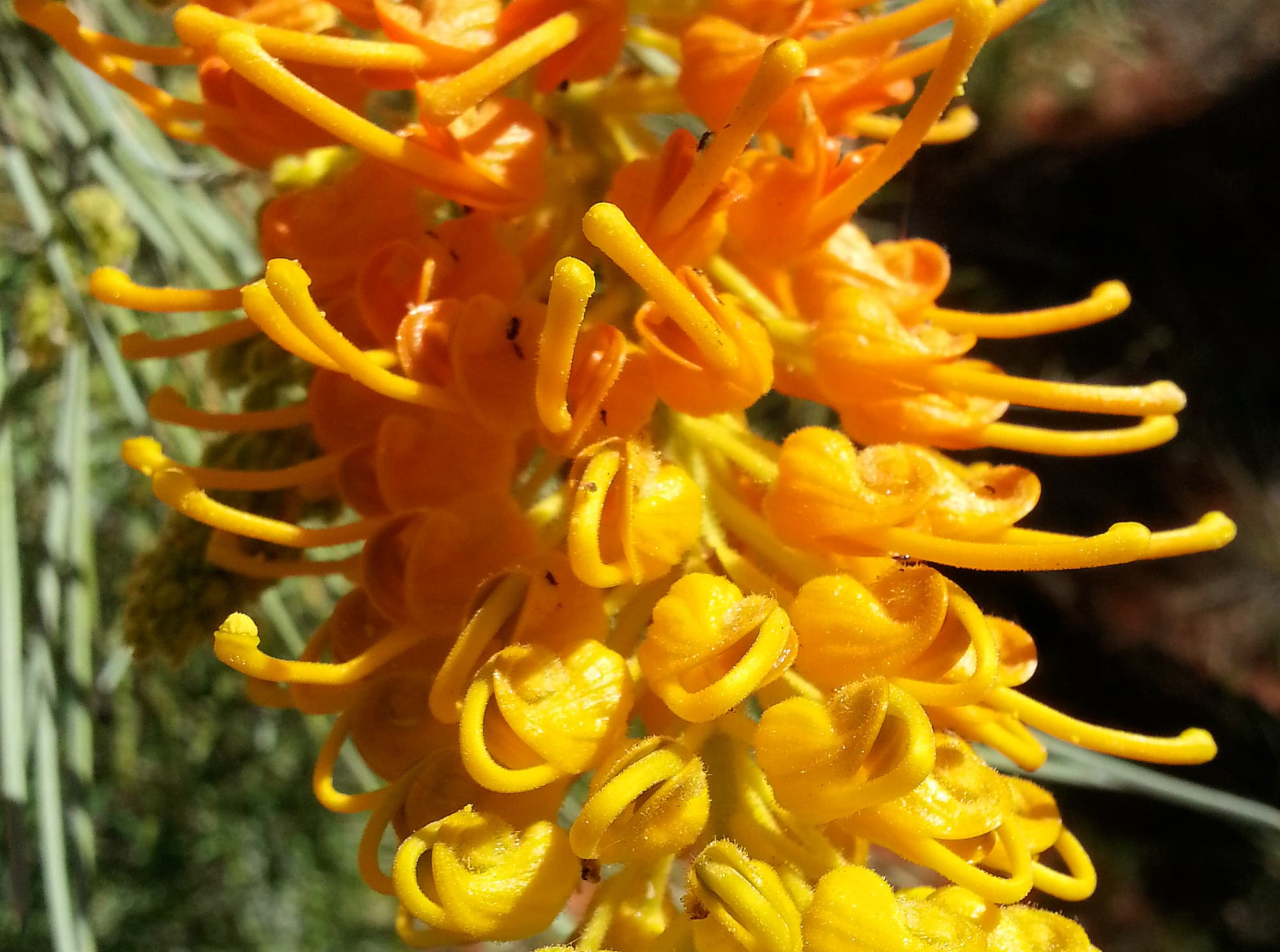 Desert Grevillea (Grevillea juncifolia), Alice Springs Desert Park