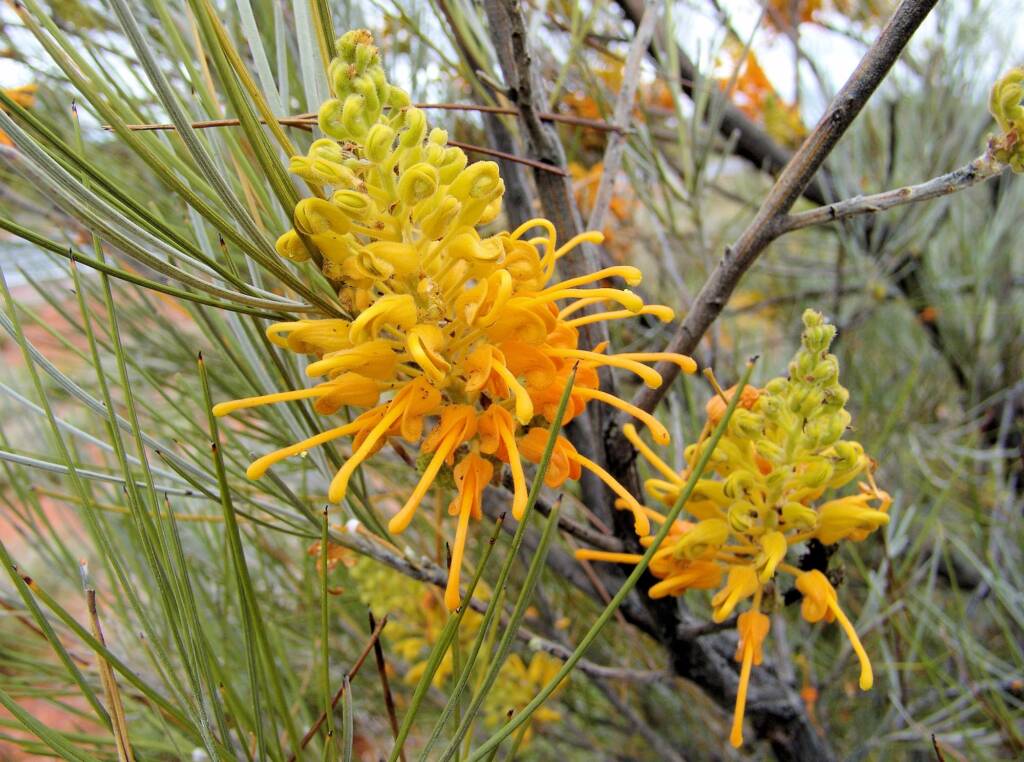 Desert Grevillea (Grevillea juncifolia)