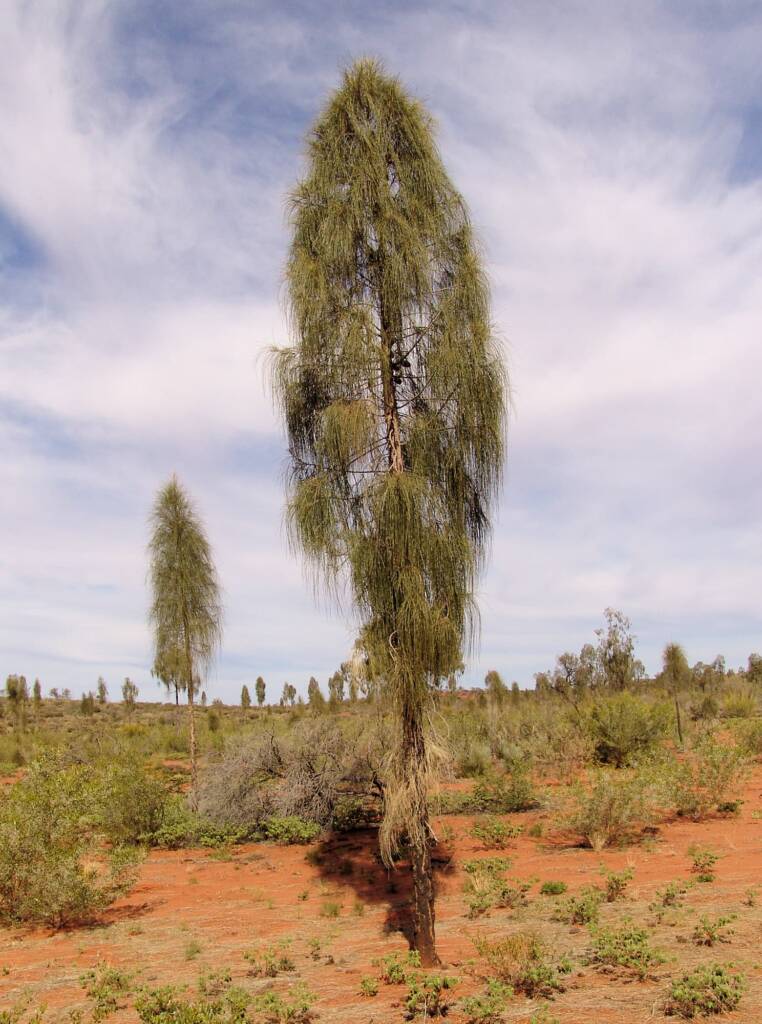Juvenile to adult stage of the Desert Oak (Allocasuarina decaisneana)