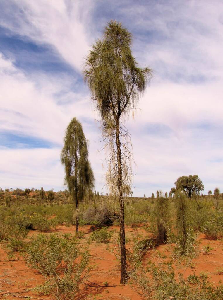 Losing its juvenile form into mature Desert Oak (Allocasuarina decaisneana)