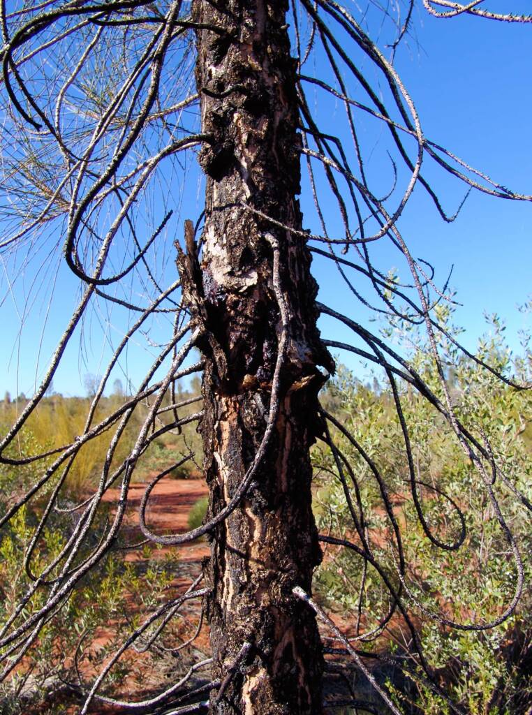 Trunk and bark of a young adult Desert Oak