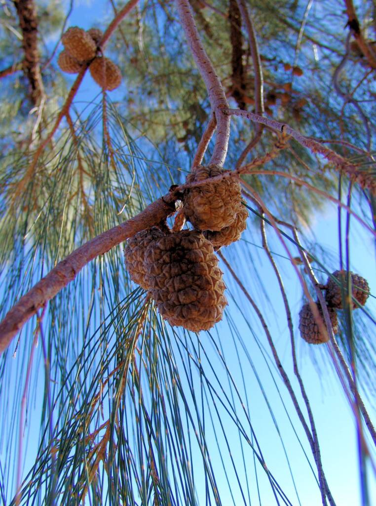 Desert Oak cones and seed pods (Allocasuarina decaisneana)