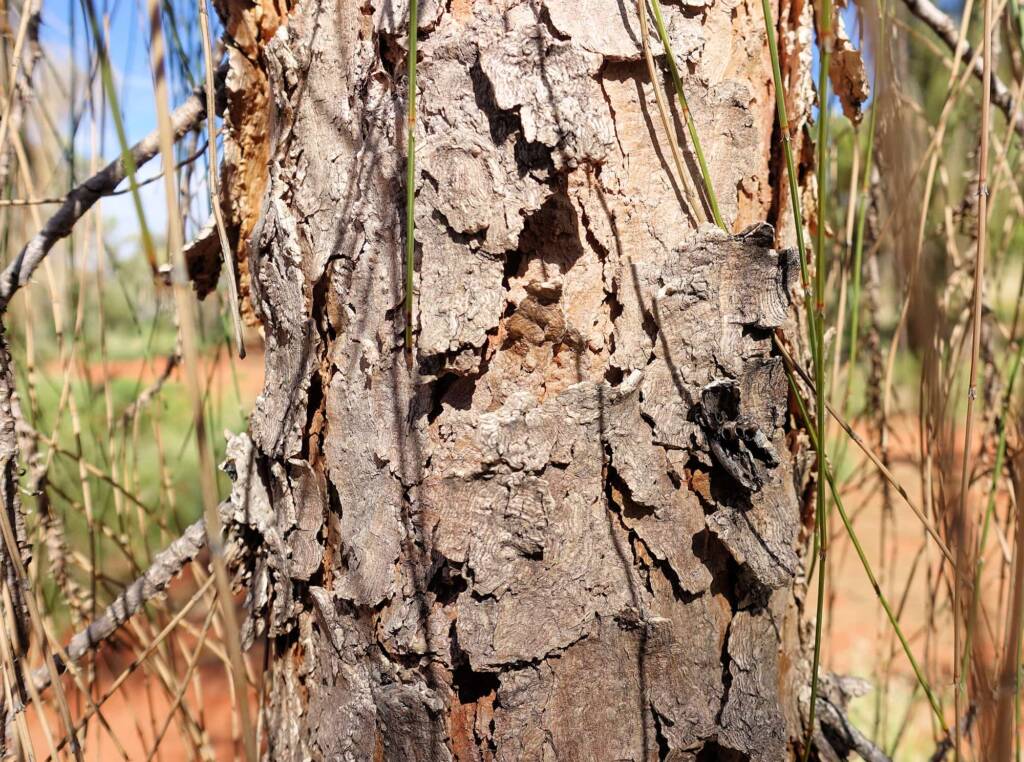 Desert Oak (Allocasuarina decaisneana), Alice Springs Desert Park