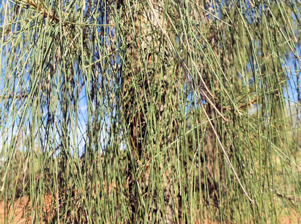 Desert Oak (Allocasuarina decaisneana), Alice Springs Desert Park