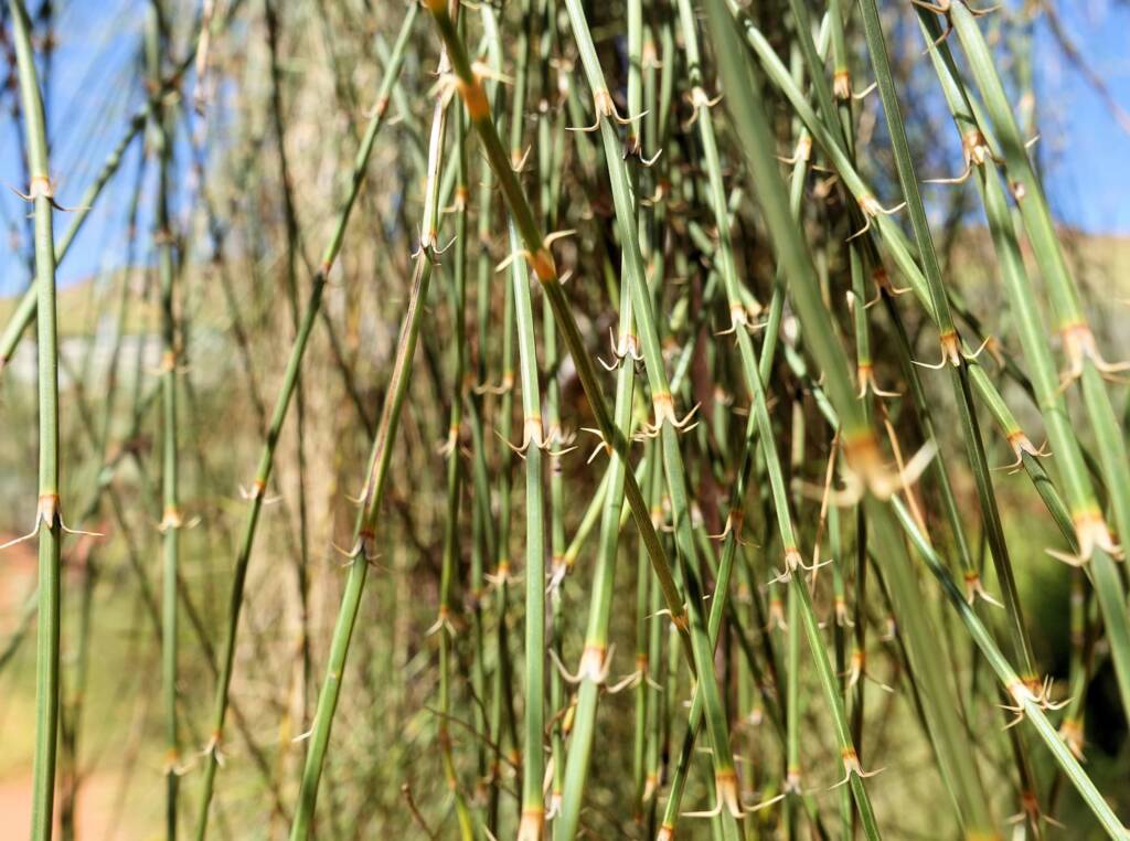 Desert Oak (Allocasuarina decaisneana), Alice Springs Desert Park NT