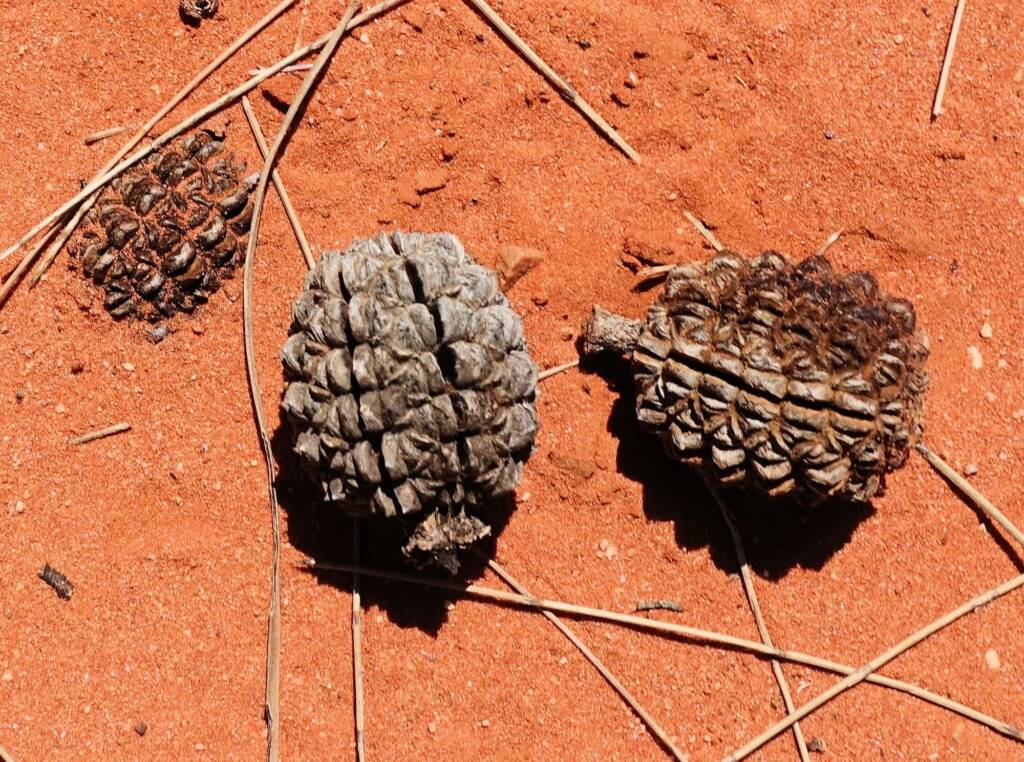 Desert Oak (Allocasuarina decaisneana), Alice Springs Desert Park NT