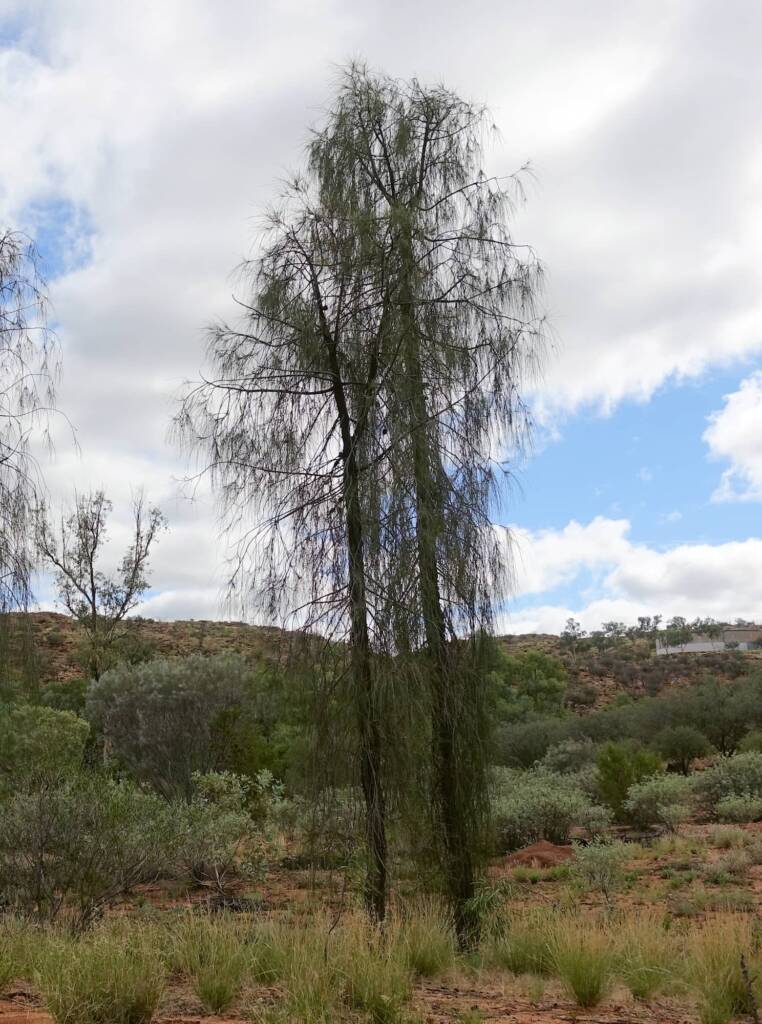 Desert Oak (Allocasuarina decaisneana), Olive Pink Botanic Garden NT