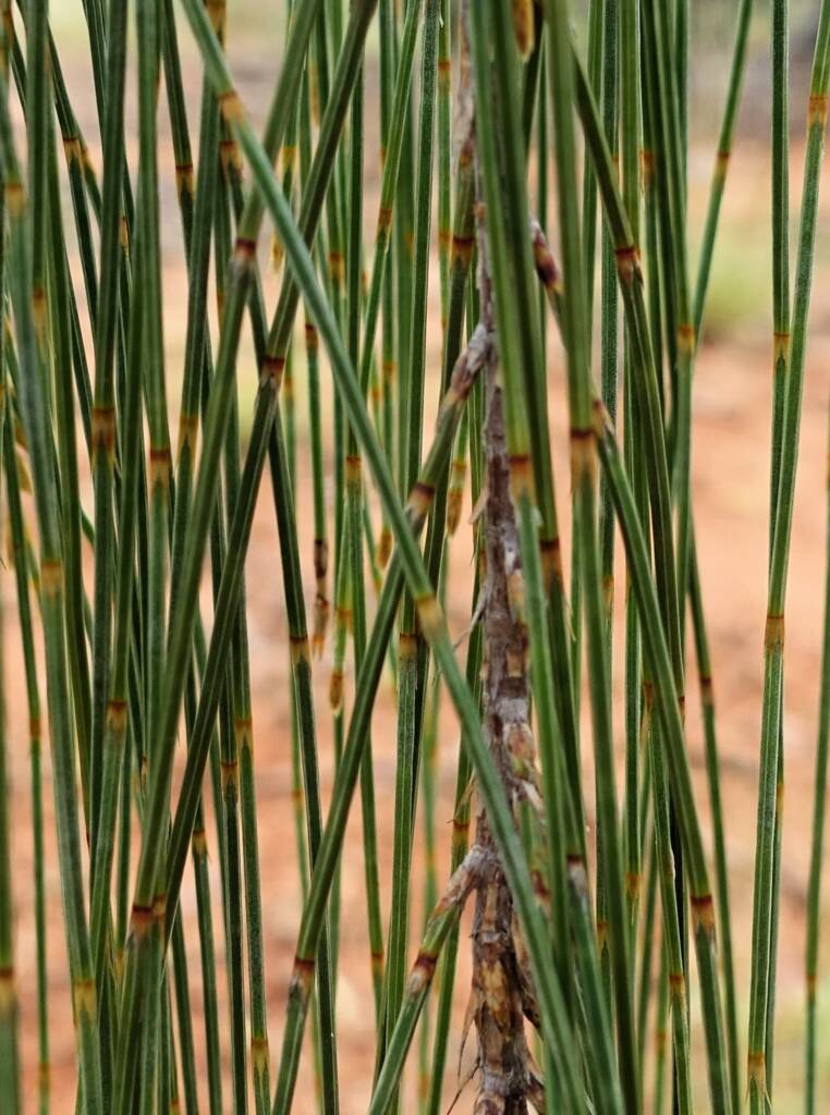 Desert Oak (Allocasuarina decaisneana), Olive Pink Botanic Garden NT