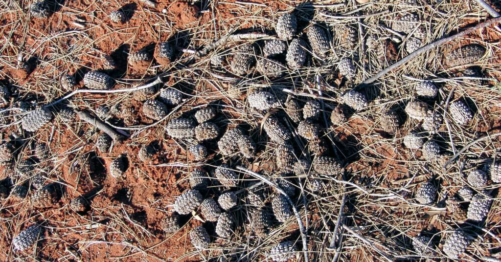 Fallen Desert Oak cones / seed pods (Allocasuarina decaisneana)