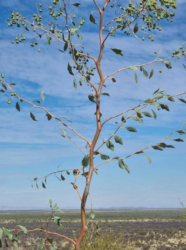 Desert Poplar (Codonocarpus cotinifolius), Newhaven Wildlife Sanctuary NT © Dorothy Latimer
