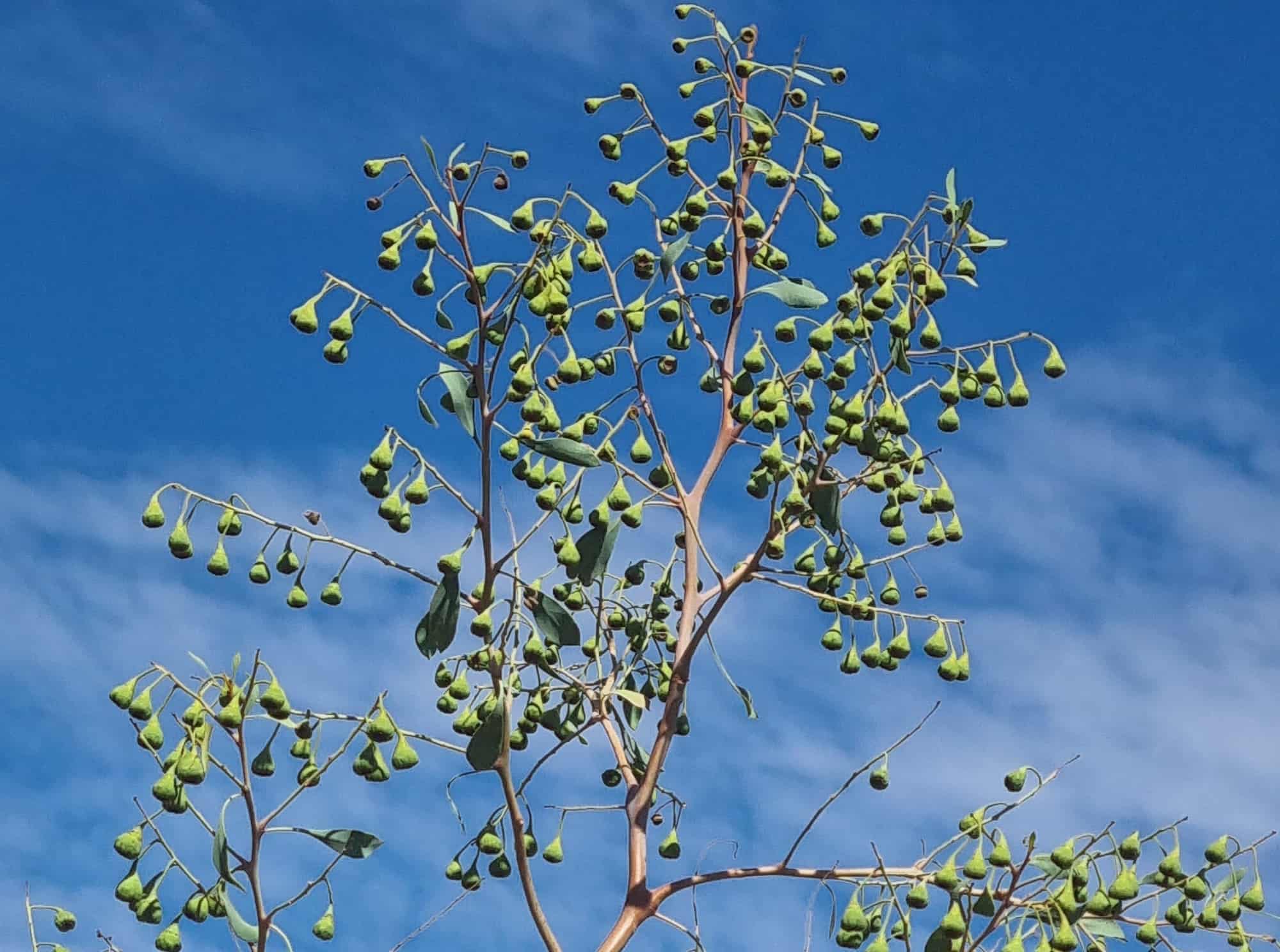 Desert Poplar (Codonocarpus cotinifolius), Newhaven Wildlife Sanctuary NT © Dorothy Latimer