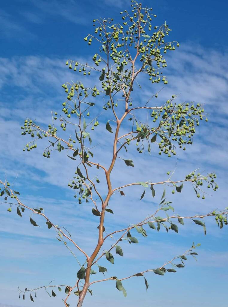 Desert Poplar (Codonocarpus cotinifolius), Newhaven Wildlife Sanctuary NT © Dorothy Latimer