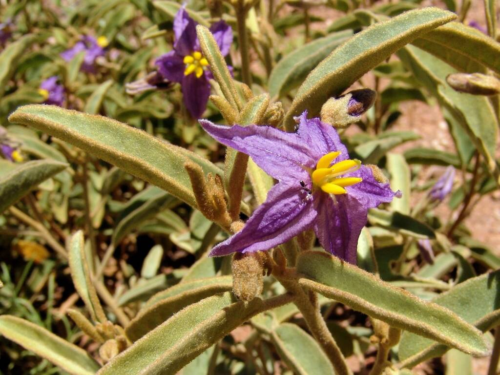Desert Raisin (Solanum centrale), Alice Springs Desert Park NT