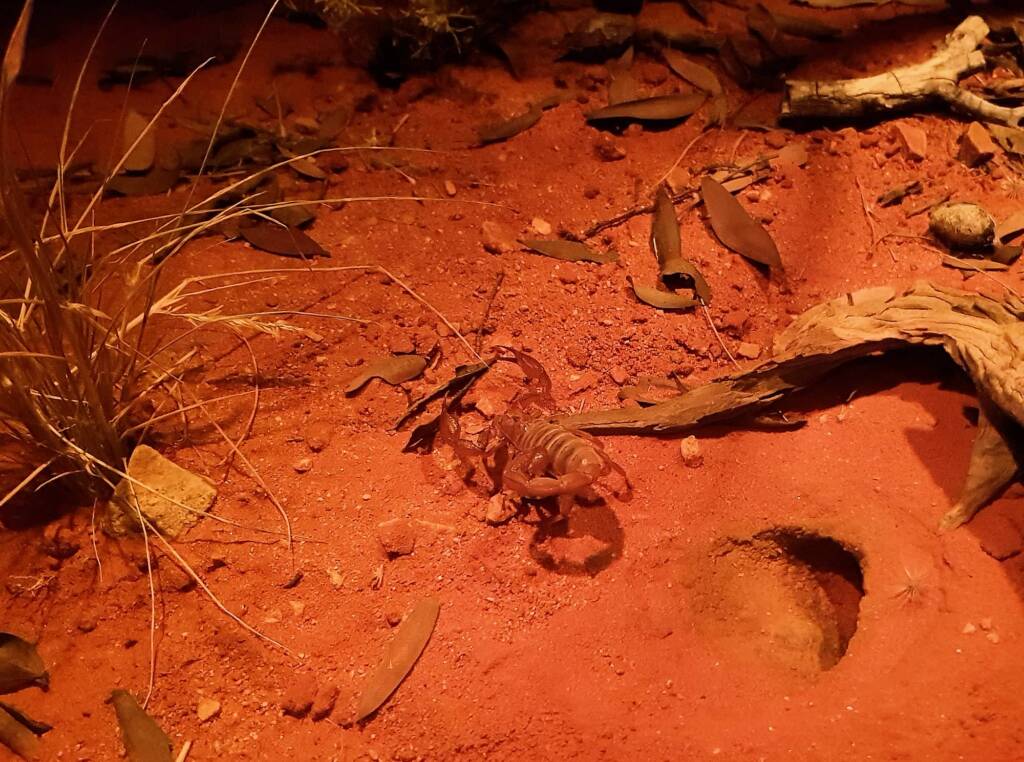 Desert Scorpion (Urodacus yaschenkoi)