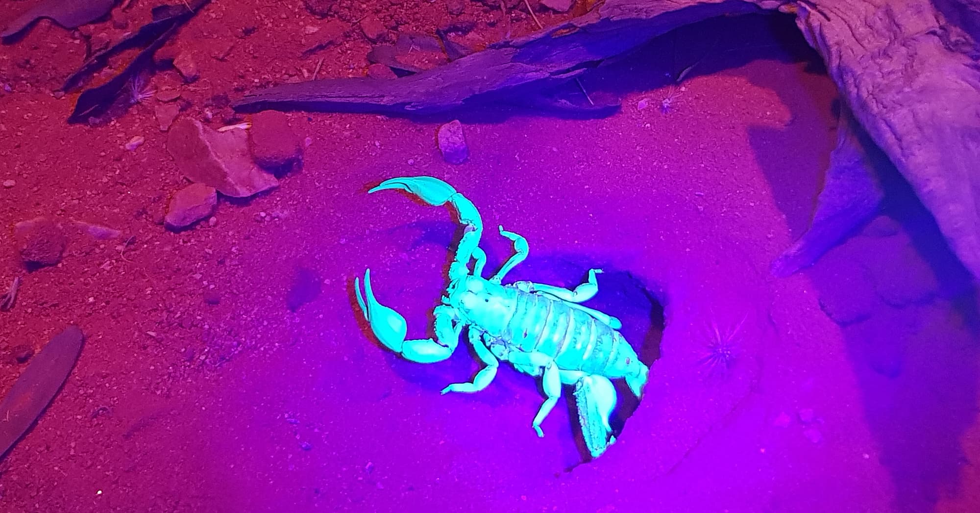 Desert Scorpion (Urodacus yaschenkoi)