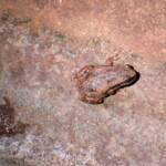 Desert Tree Frog (Litoria rubella), Finke Gorge National Park