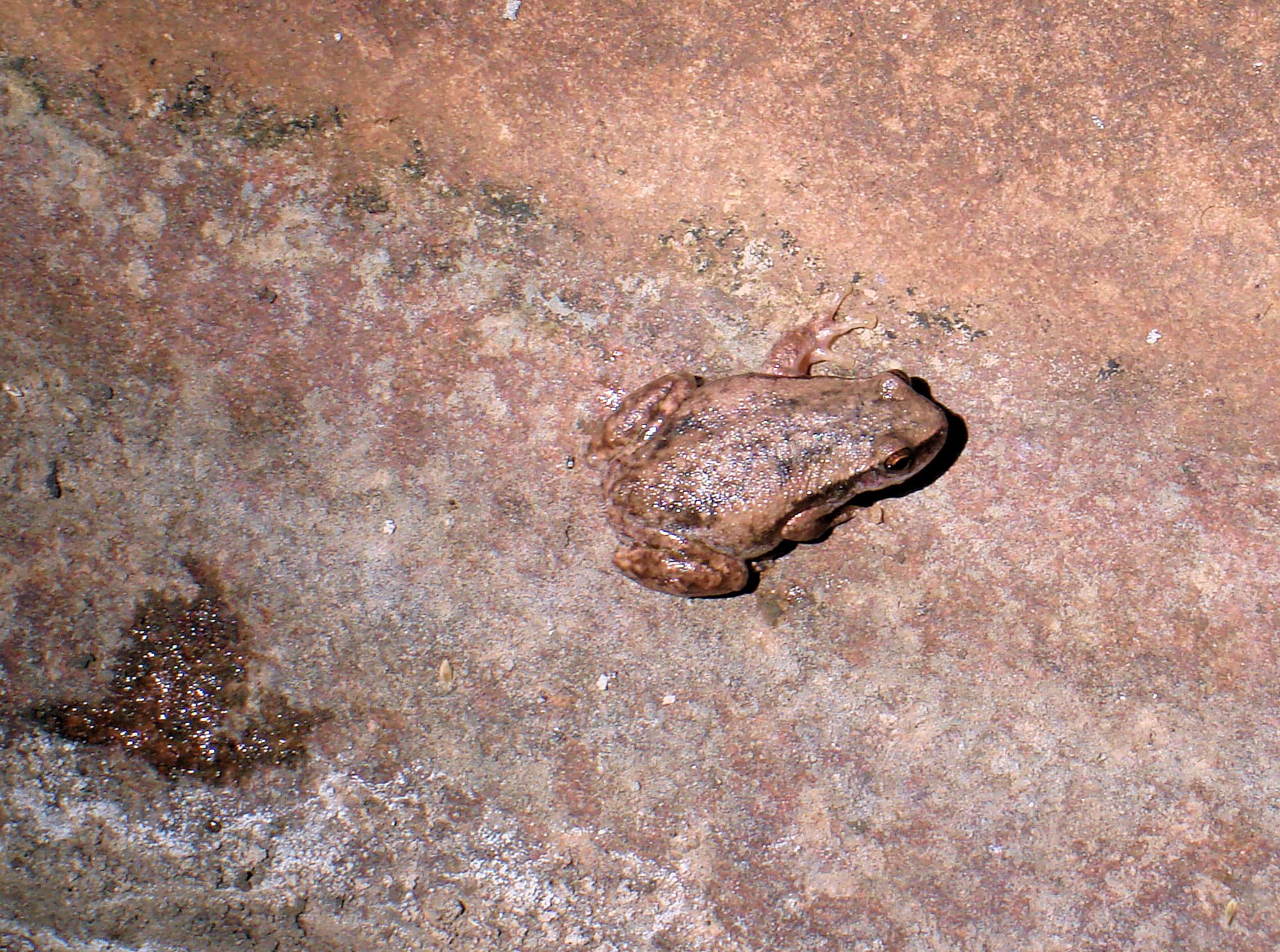 Desert Tree Frog (Litoria rubella), Finke Gorge National Park