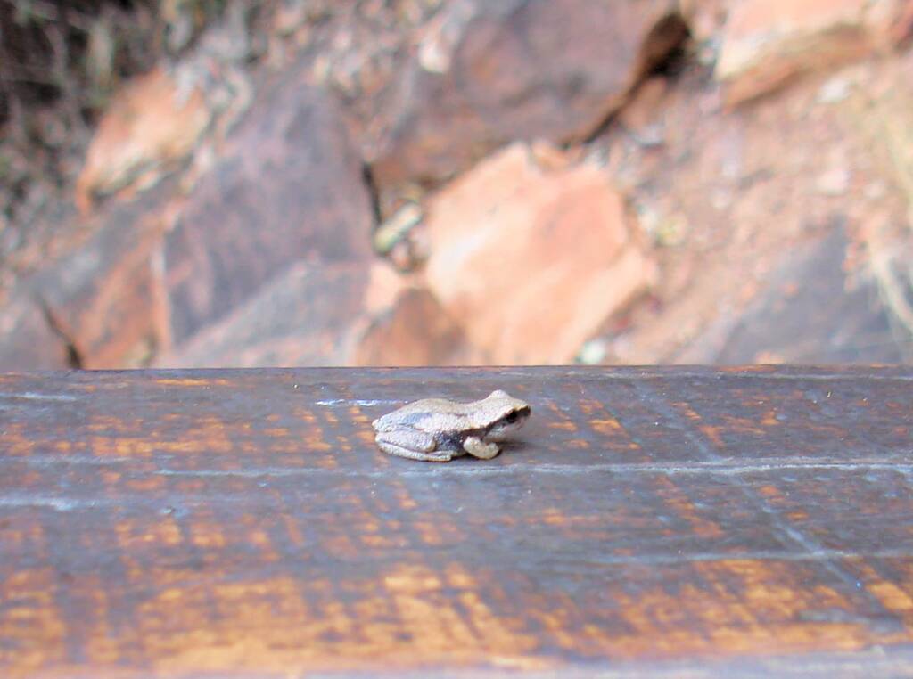 Desert Tree Frog, Kings Canyon