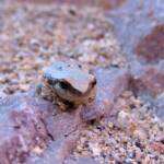 Desert Tree Frog (Litoria rubella)