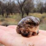 Desert Trilling Frog (Neobatrachus centralis), Ilparpa Claypans Alice Springs