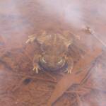 Desert Trilling Frog (Neobatrachus centralis) emerging from aestivation