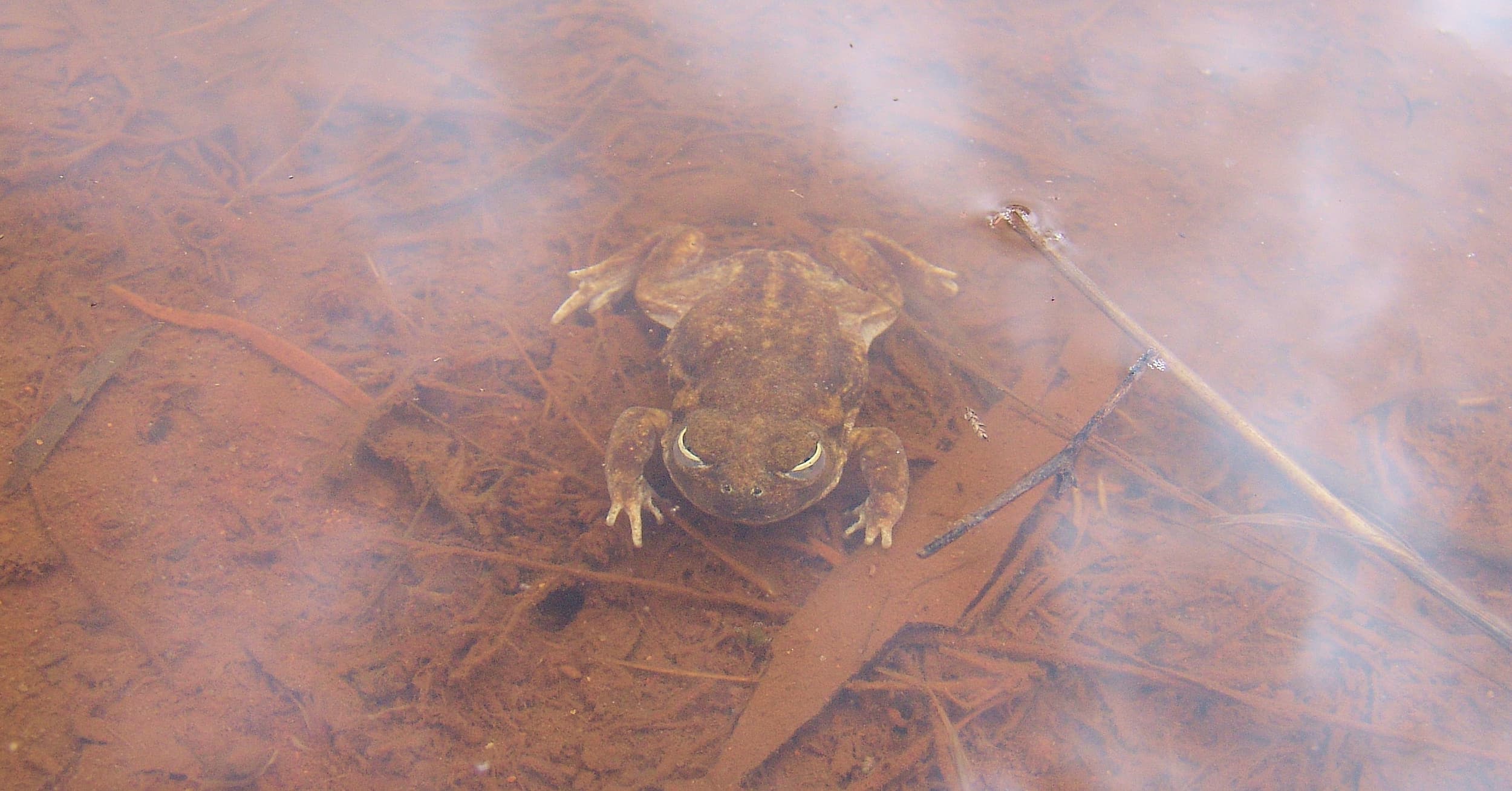 Desert Trilling Frog (Neobatrachus centralis) emerging from aestivation, Ilparpa Claypans Alice Springs