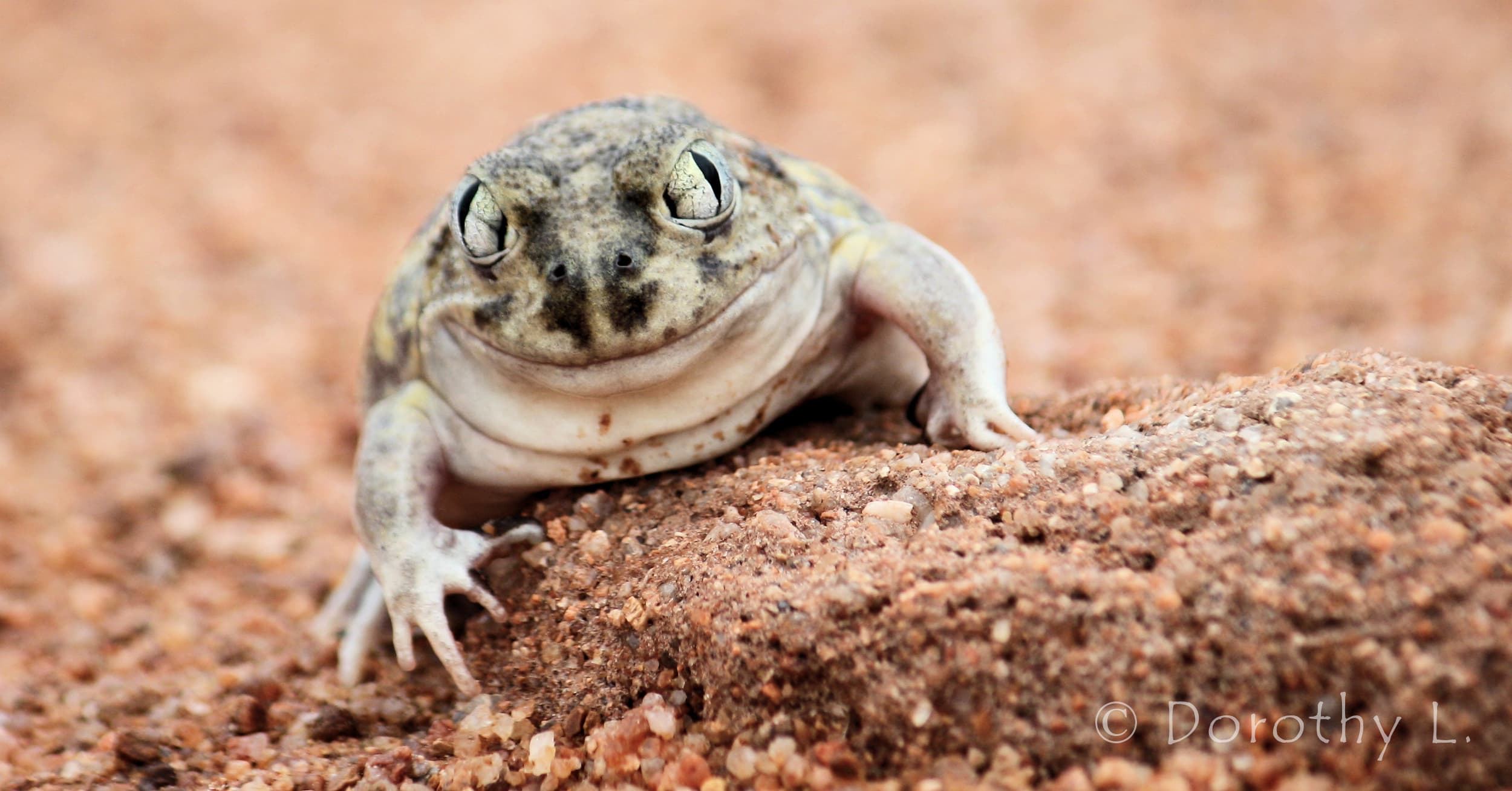 Desert Trilling Frog (Neobatrachus centralis), Ilparpa Claypans Alice Springs