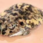 Desert Trilling Frog (Neobatrachus centralis)