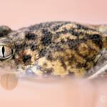 Desert Trilling Frog (Neobatrachus centralis)