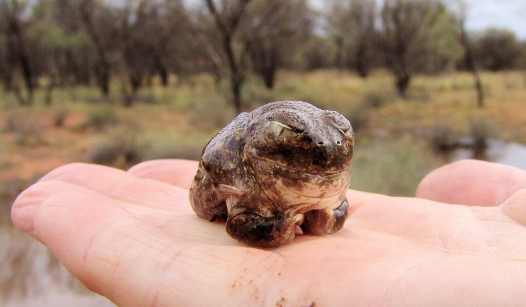 Desert Trilling Frog (Neobatrachus sudellae formerly Neobatrachus centralis) emerging from aestivation, Ilparpa Claypans Alice Springs