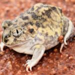 Desert Trilling Frog (Neobatrachus sudellae formerly Neobatrachus centralis), Ilparpa Claypans Alice Springs