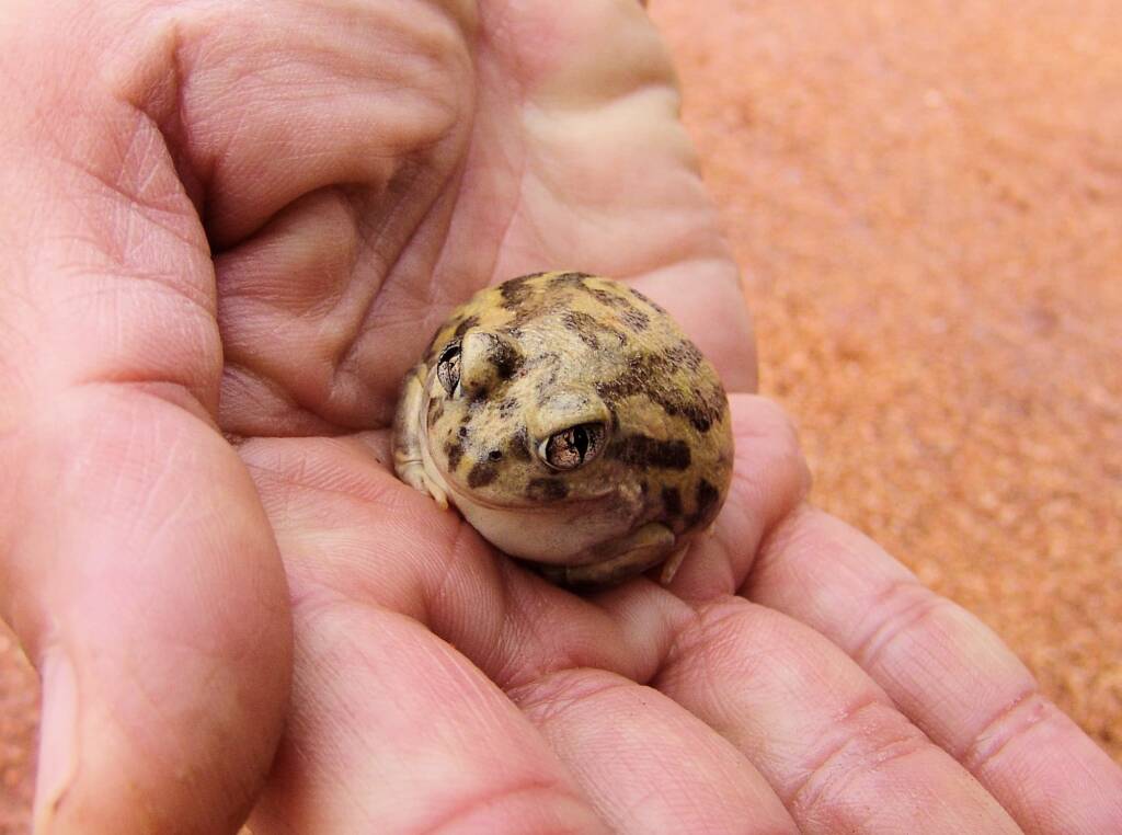 Desert Trilling Frog (Neobatrachus sudellae formerly Neobatrachus centralis), Ilparpa Claypans, NT